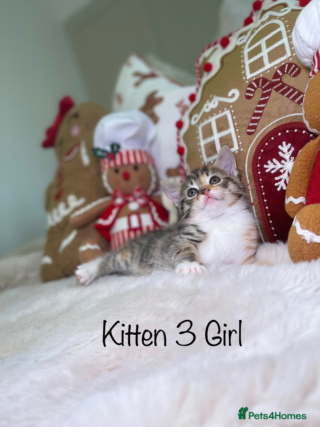 Mixed Breed cats for sale: Beautiful kittens 8 weeks old  - Advert 12