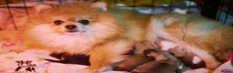 Pomeranian dogs for sale: KC registered pomeranian puppies - 4 girls  - Advert 13