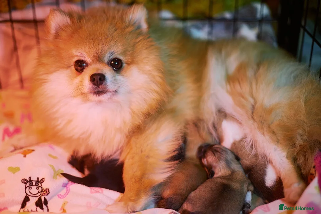 Pomeranian dogs for sale: 1 girl left - KC registered pomeranian puppies - Advert 2