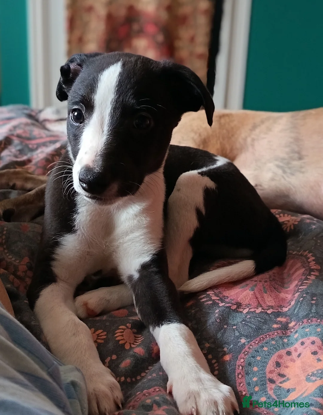 Whippet dogs for sale: 1 KC registered whippet puppy left - Advert 2
