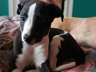 Whippet dogs 1 KC registered whippet puppy left - Advert 5