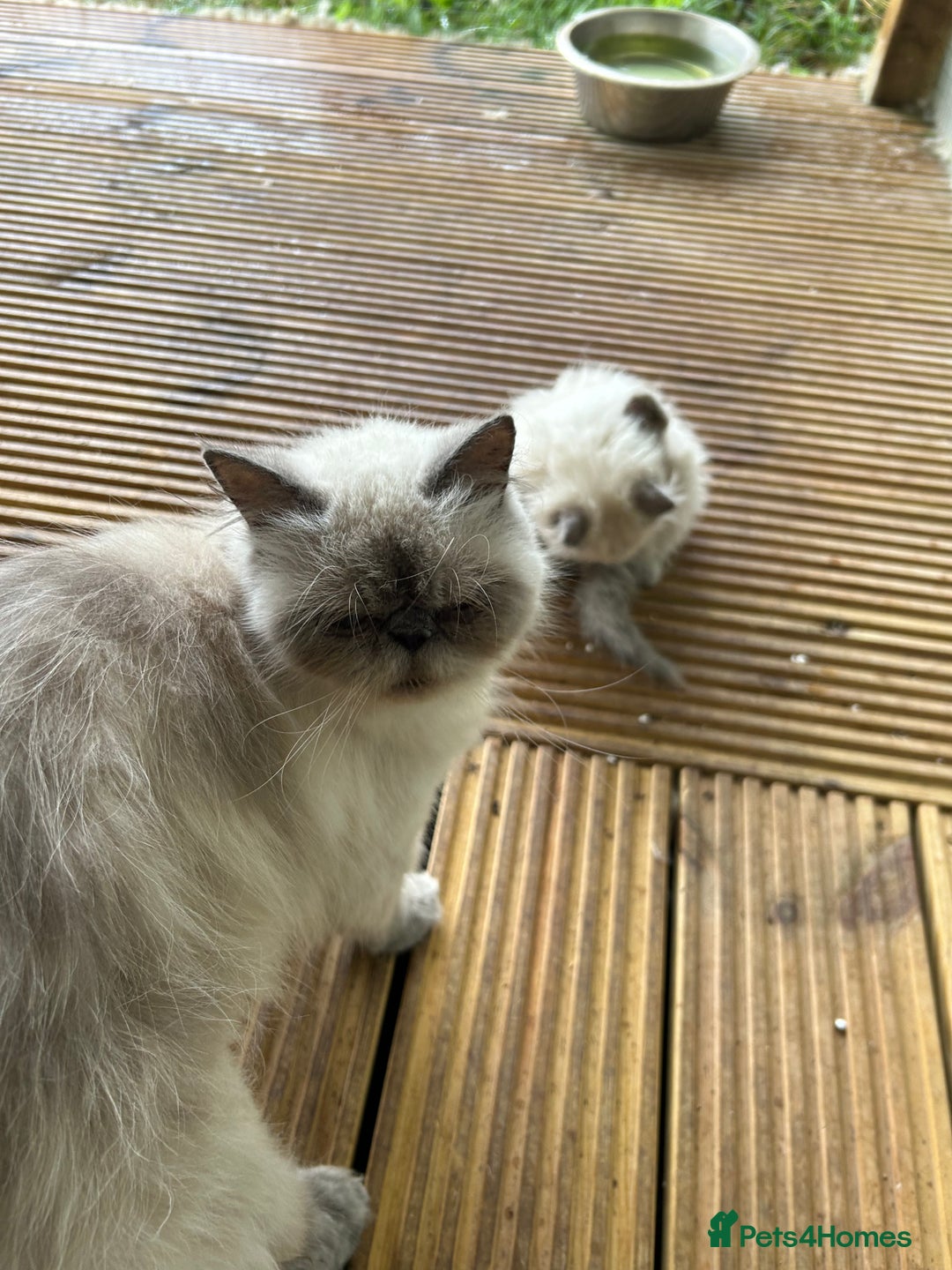 Persian cats for sale: 5 stunning Himalayan kittens  - Image 3