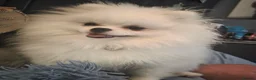 Pomeranian dogs for sale: 1 White beautifull teddy bear pomeranian  in Rochdale - Advert 4