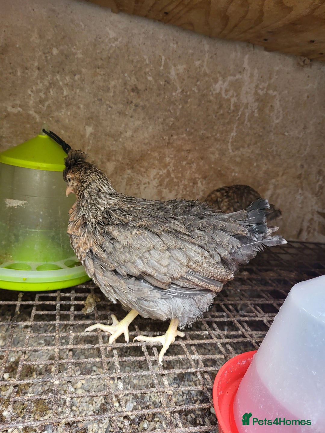 Chickens poultry for sale: Chicken for sale - Image 1