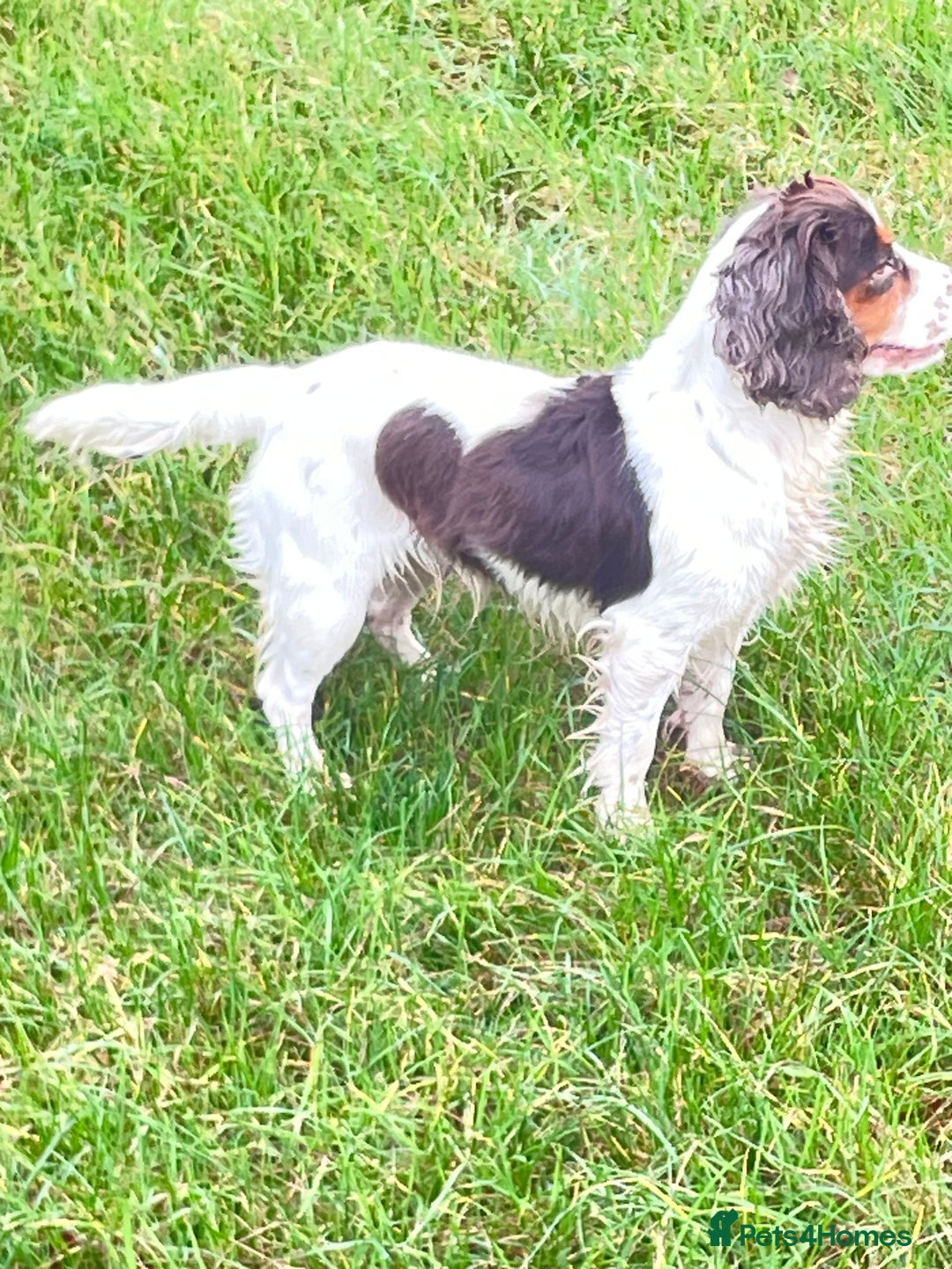 Cocker Spaniel dogs for sale: Working Cocker Spaniel Puppies - Advert 1