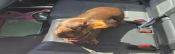Miniature Dachshund dogs for sale: Chocolate & Tan Miniature daschund - Advert 3