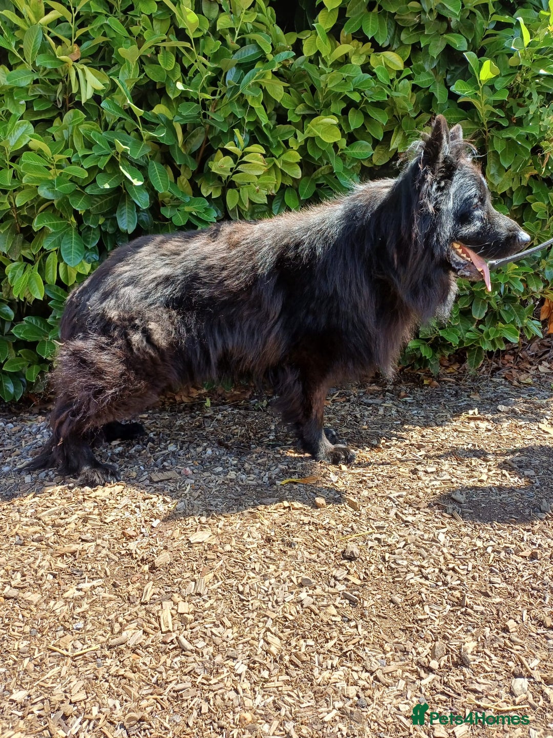 German Shepherd dogs for stud: Russian Import Jet Black German Shepherd for Stud - Advert 3