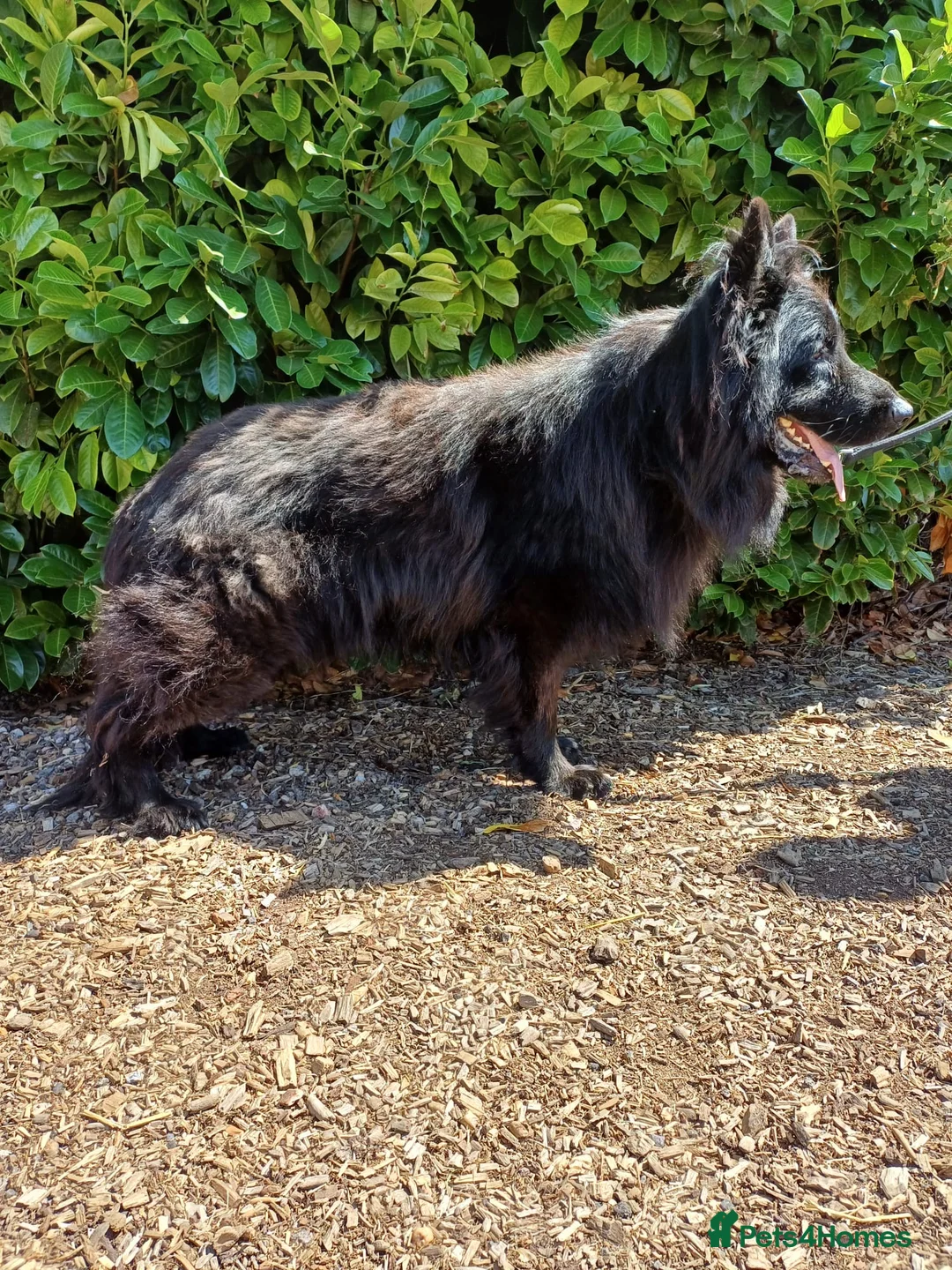 German Shepherd dogs for stud: Russian Import Jet Black German Shepherd for Stud - Advert 3