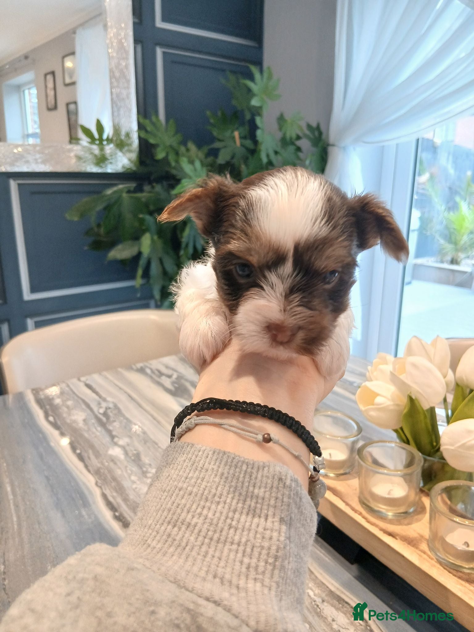 Biewer Terrier dogs Mini Purebred Biwer Yorkshire Terrier Puppies - Advert 1