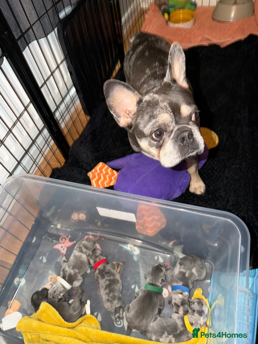 Mixed Breed dogs for sale: French bulldog x Staffordshire bull terrier Fraffy - Advert 2