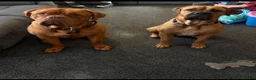 Mixed Breed dogs for sale: Dogue de Bordeaux cross cane corso pups due soon  - Advert 2