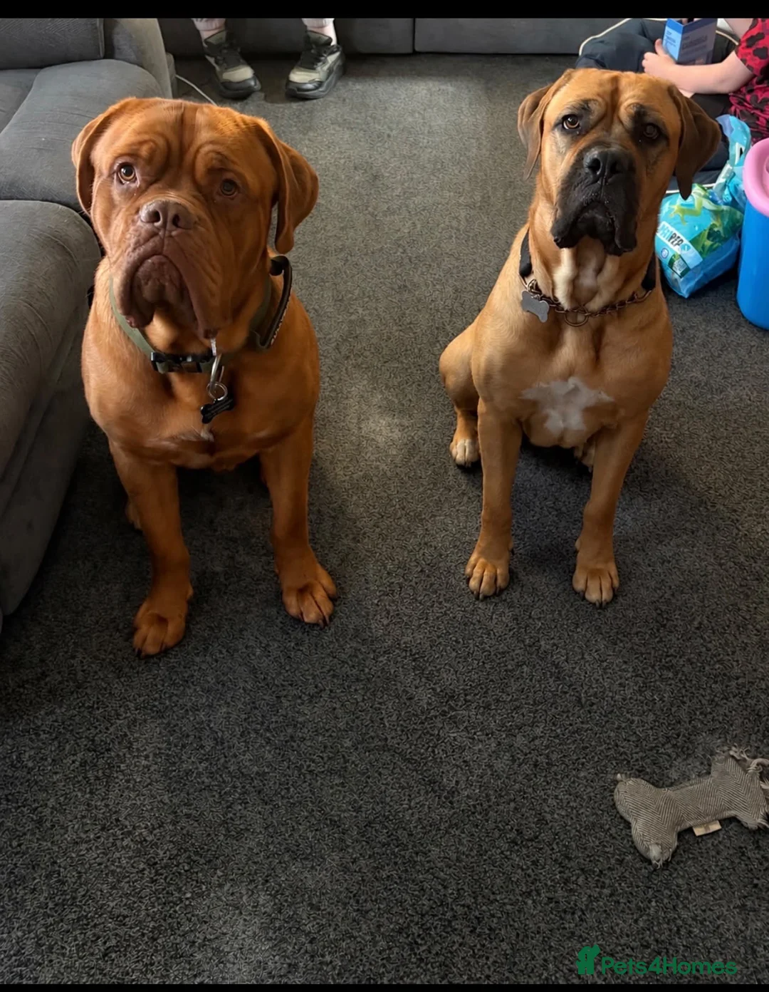 Mixed Breed dogs for sale: Dogue de Bordeaux cross cane corso pups due soon  - Advert 2