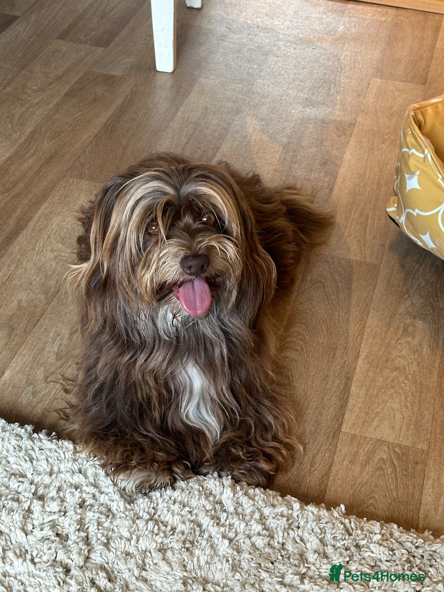 Havanese dogs for stud: Chocolate Havanese  for Stud - by AI only  - Advert 1