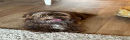 Havanese dogs for stud: Chocolate Havanese  for Stud - by AI only  - Advert 1