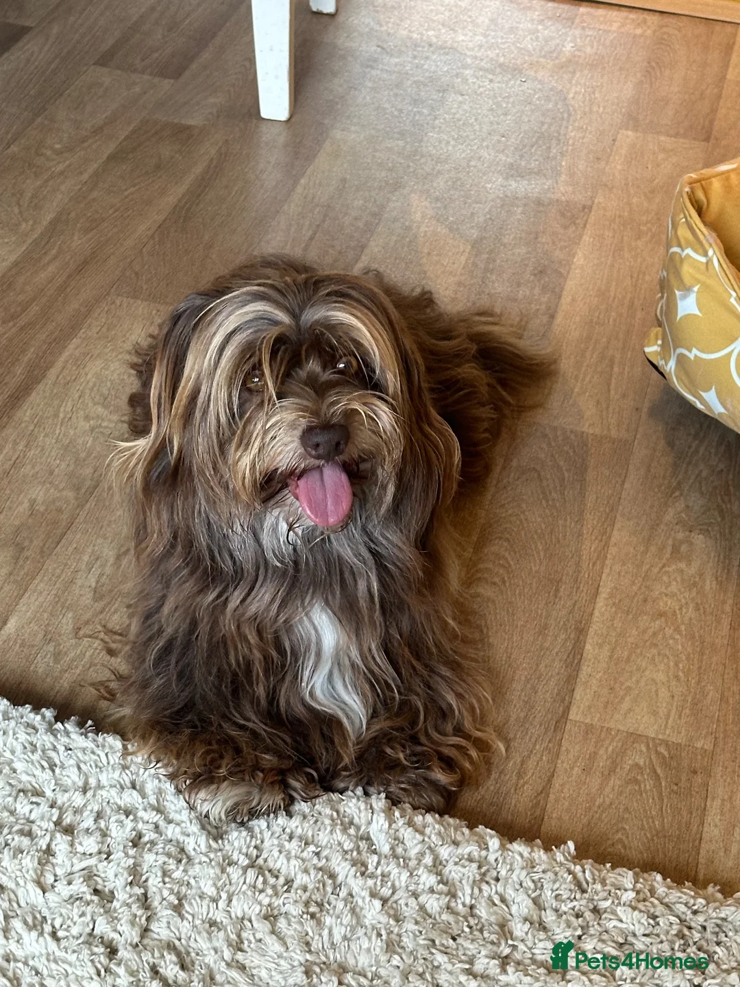 Havanese dogs for stud: Chocolate Havanese  for Stud - by AI only  - Advert 1
