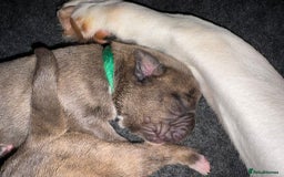 Boxer dogs for sale: Beautiful Boxer cross - Image 21