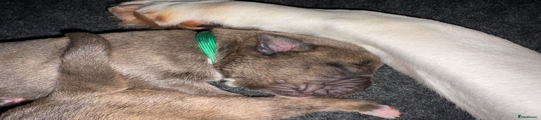 Moscow- Green collar