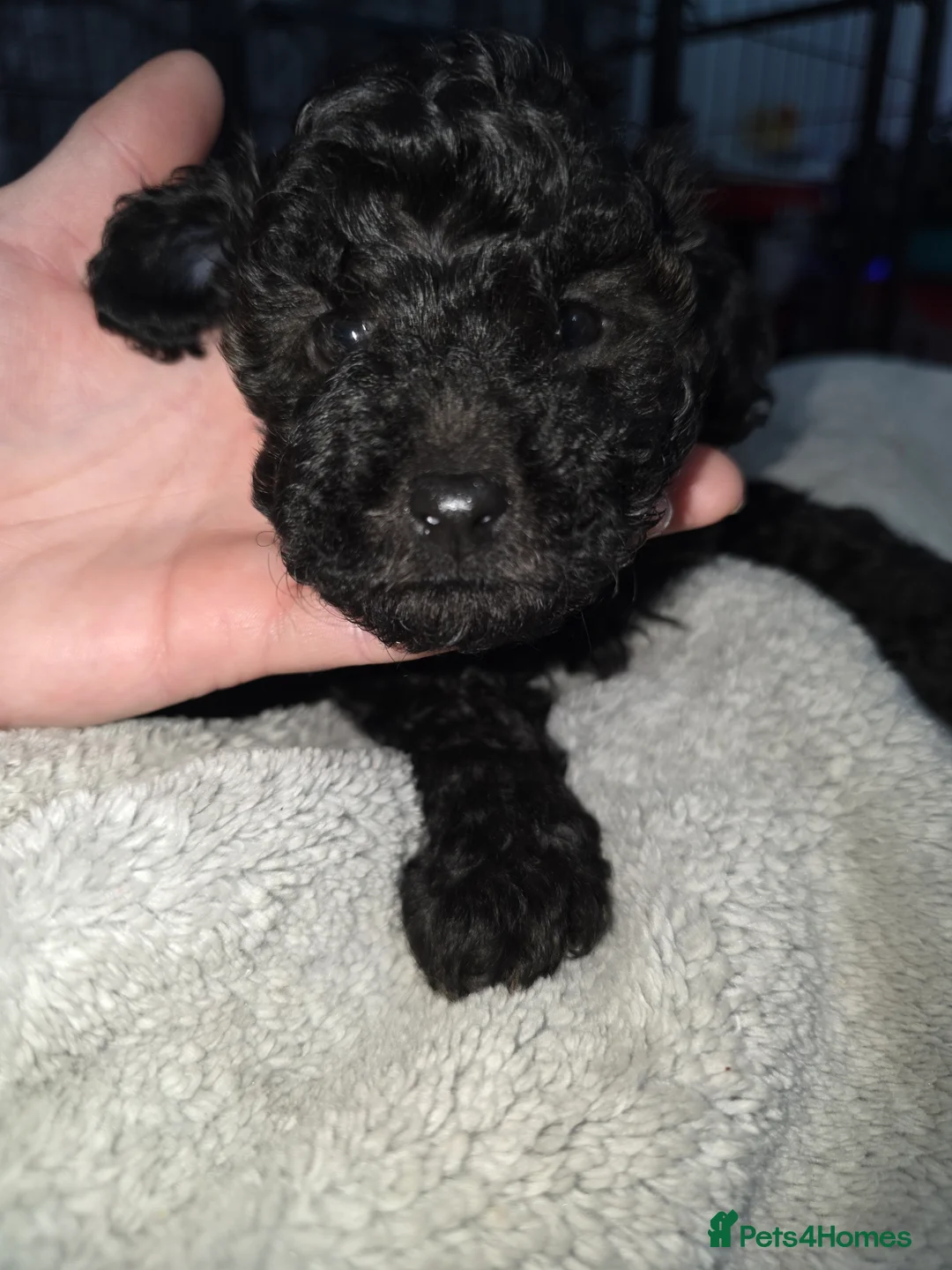 Poochon dogs for sale: Poochon puppies - Advert 16