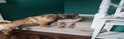 Shar Pei dogs for sale: Beautiful litter of Shar Pei Puppies  - Advert 14