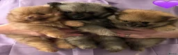 Pomeranian dogs for sale: Beautiful Poms 💜🐾 - Advert 5
