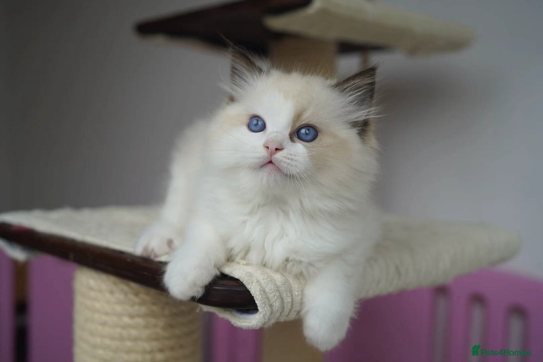 Ragdoll cats for sale: TICA register seal bicolor boy - Image 4