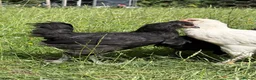 Chickens poultry for sale: 2 Cockerels looking for homes - Advert 2