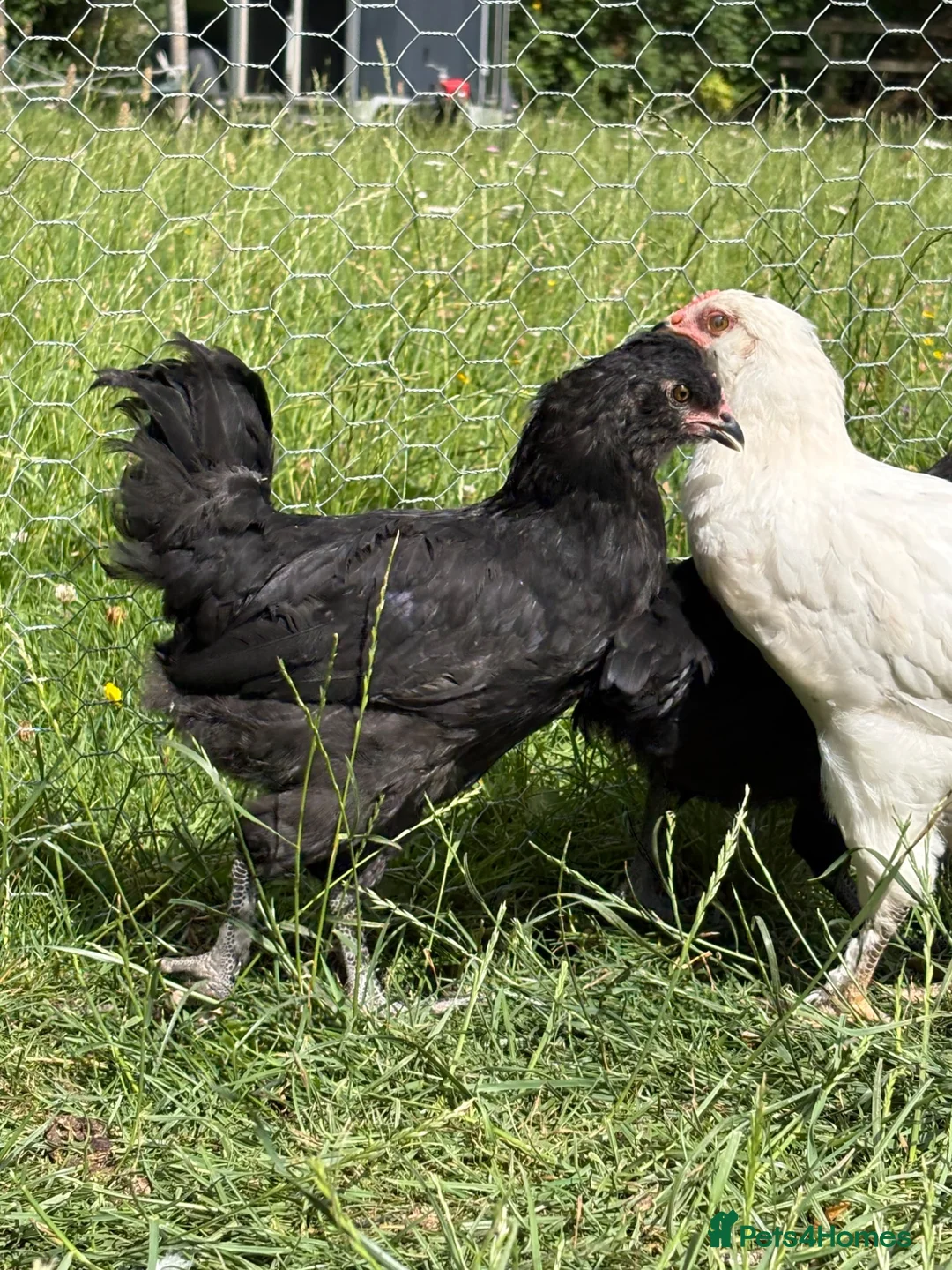 Chickens poultry for sale: 2 Cockerels looking for homes - Advert 2