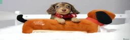 Dachshund dogs for sale: Adorable pure long-haired Dachshund  in London - Advert 2