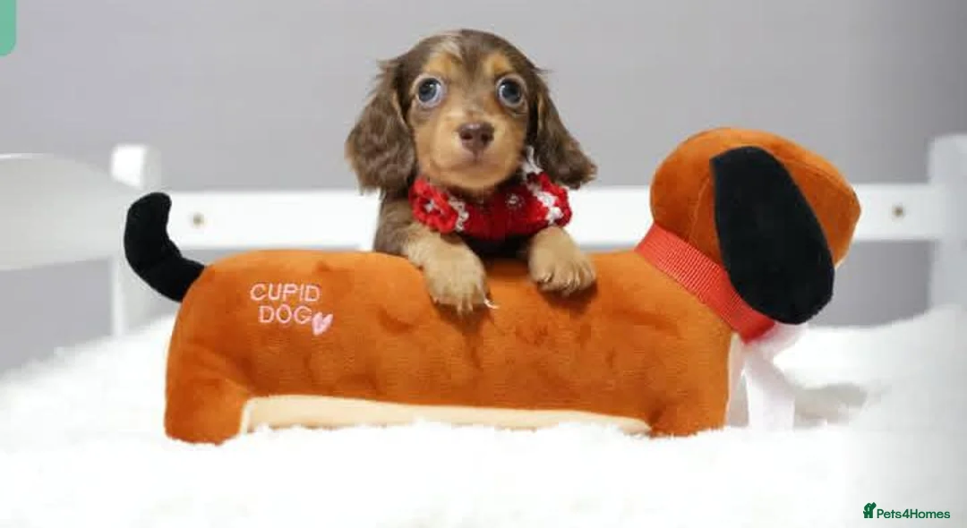 Dachshund dogs for sale: Adorable pure long-haired Dachshund  in London - Advert 2