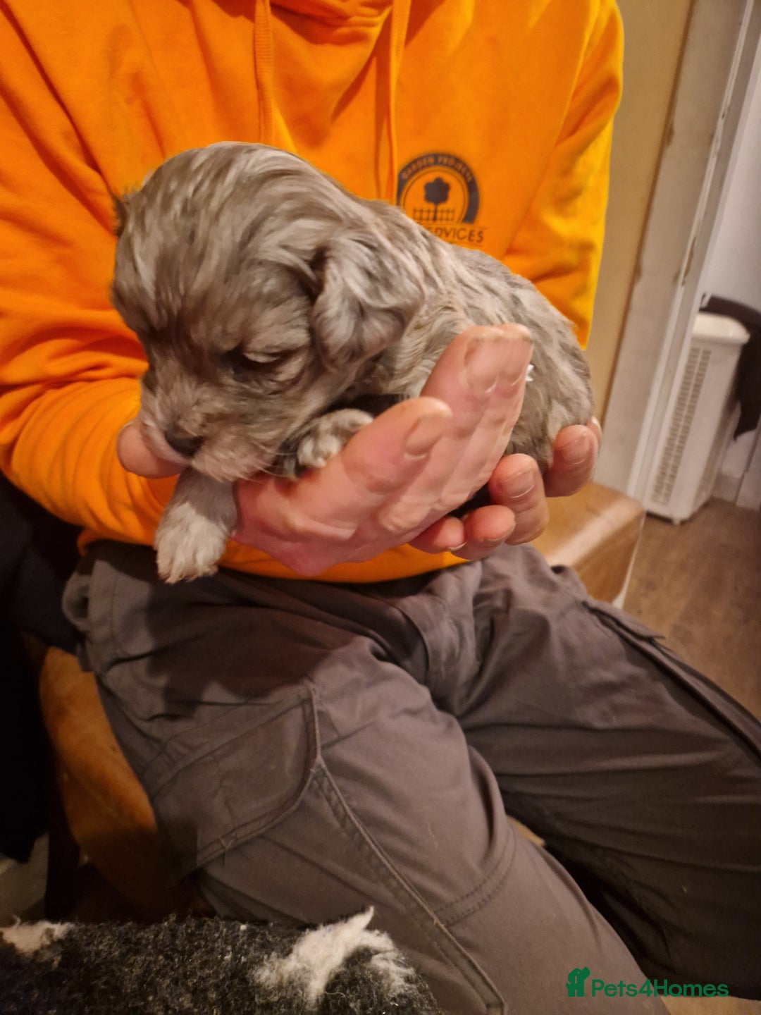 Maltipoo dogs for sale: Quality unique f1 tiny korean maltipoo puppies  - Advert 7