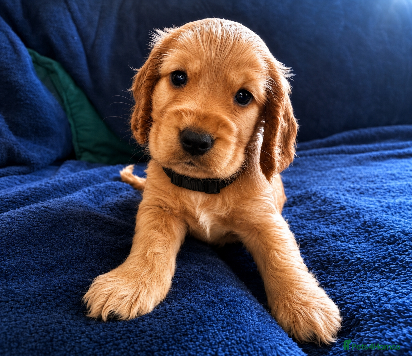 Cocker Spaniel dogs KC Show Cocker Spaniel Puppies HealthTestedParents - Advert 2