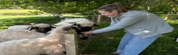 Sheep livestock for sale: 2 Valais Blacknose Lambs (Wethers) for sale - Advert 4