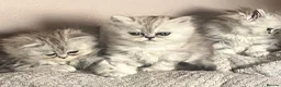 Persian cats for sale: Beautiful blue eyed Persian  - Advert 9