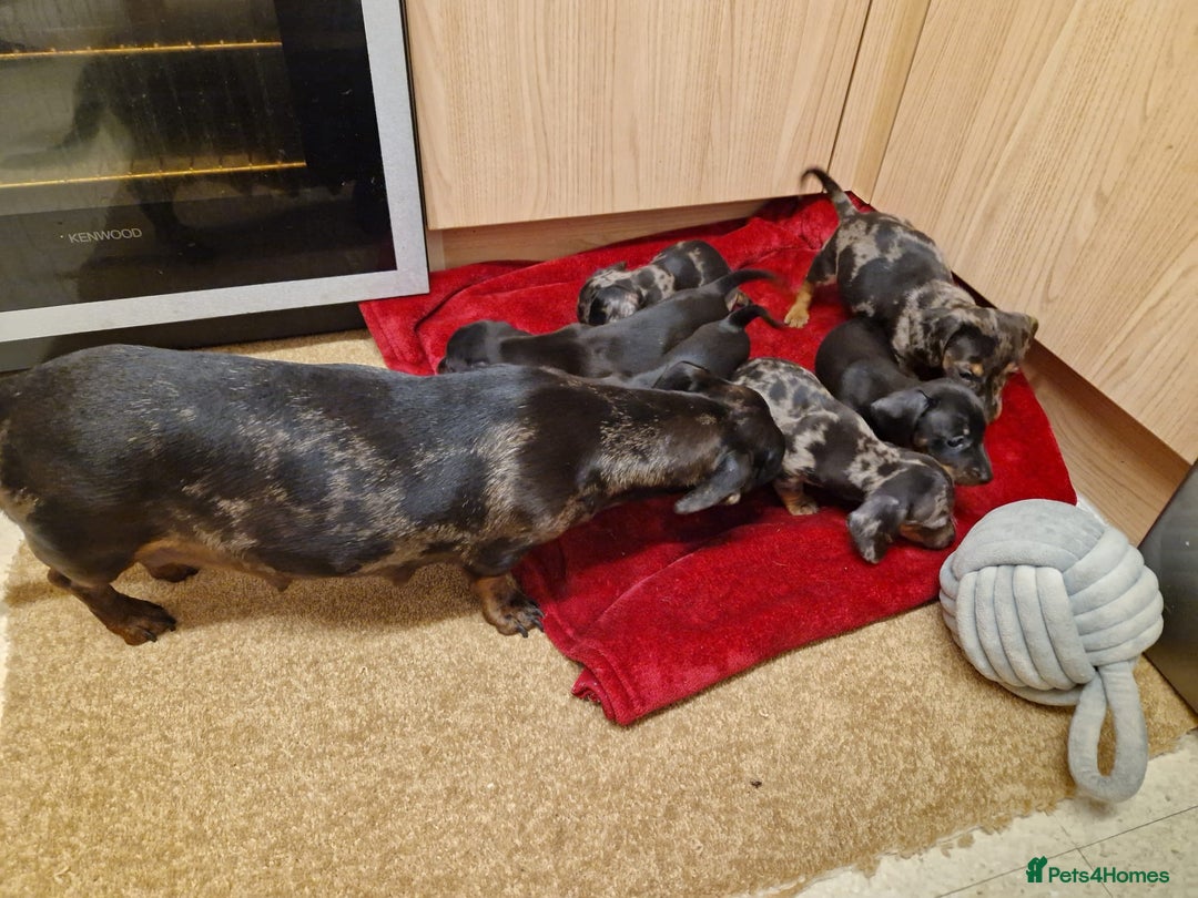 Miniature Dachshund dogs for sale: Black grey dapple, Black Tan miniature dachshund - Image 10