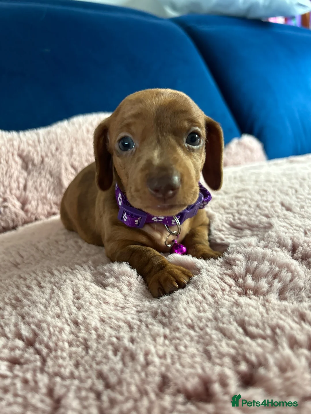 Miniature Dachshund dogs for sale: Beautiful pedigree KC miniature dachshund puppies  - Advert 2
