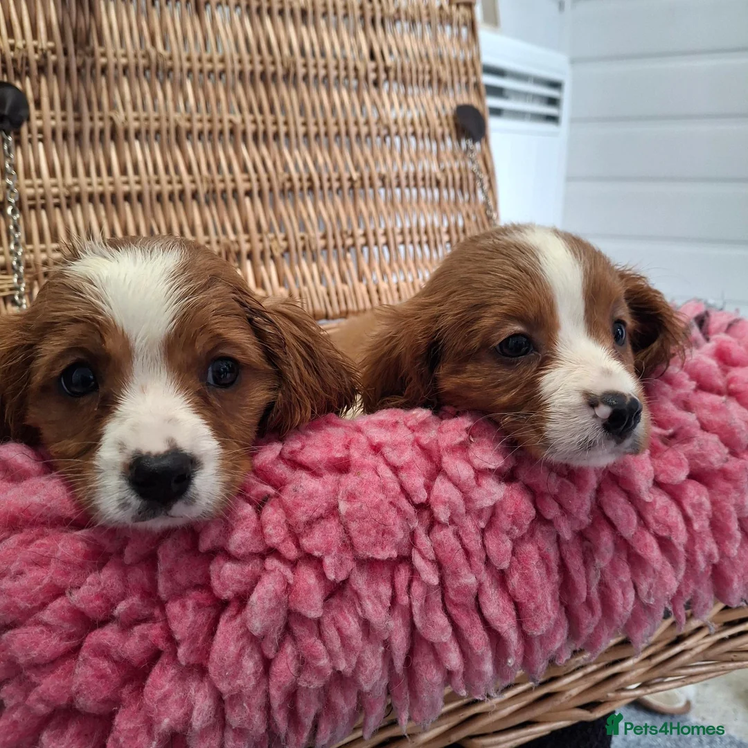 Cavalier King Charles Spaniel dogs for sale: Cavalier king charles pups - Advert 23