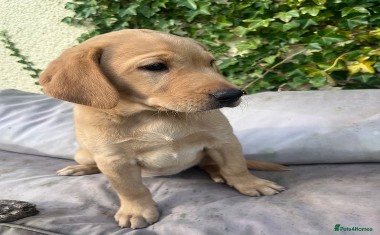 Labrador Retriever dogs - Advert 4