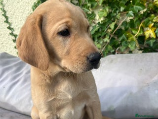 Labrador Retriever dogs - Advert 1