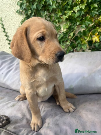 Labrador Retriever dogs - Advert 3