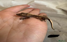 Gecko reptiles for sale: Baby crested geckos  - Image 11