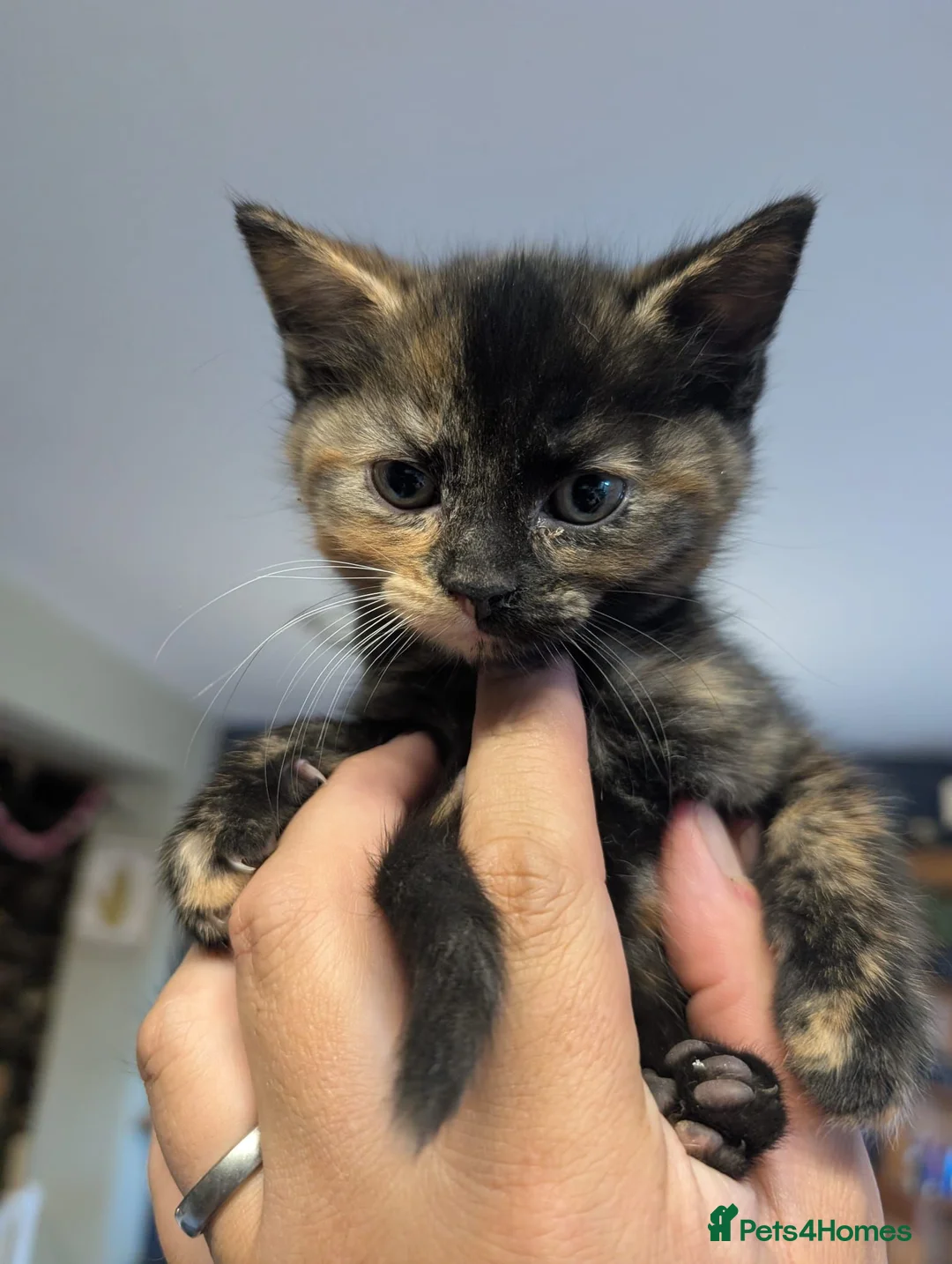 Mixed Breed cats for sale: 2 little kitty cats - Advert 2