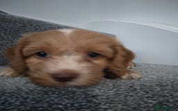 Cockapoo dogs for sale: F1 Cockapoo pups 🐾 - Image 2