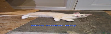 Blue Collar Boy 