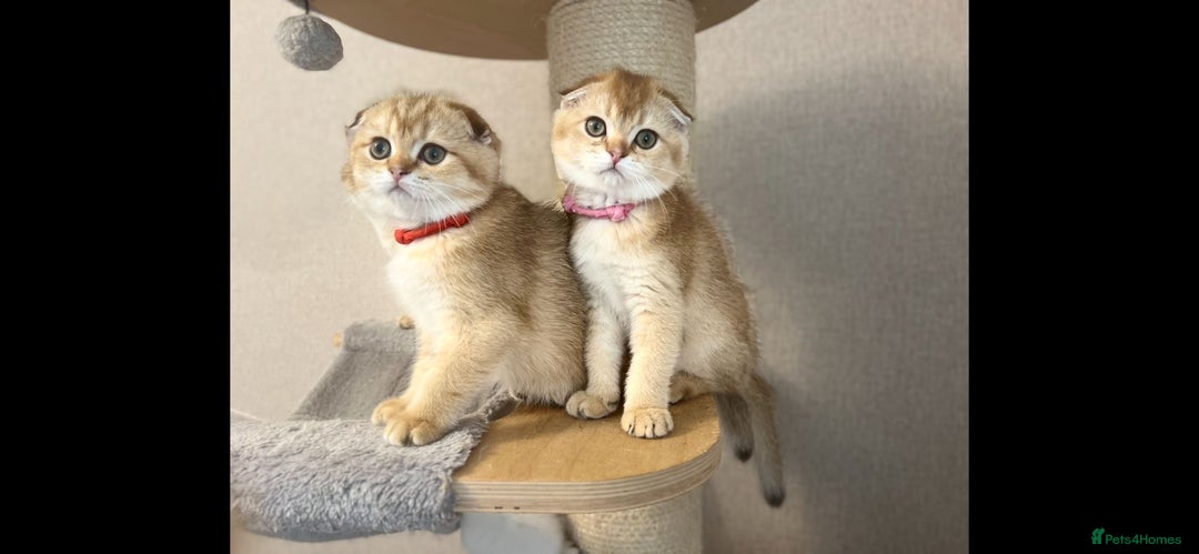 Scottish Fold cats for sale: Beautiful TICA-Reg Scottish Fold Girls - Advert 10