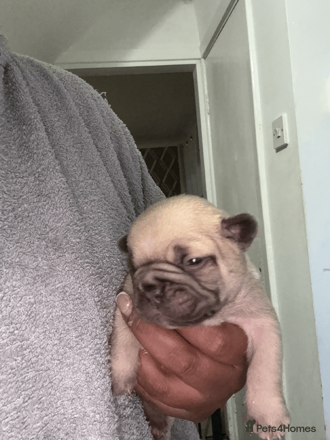 French Bulldog dogs for sale: Adorable KC registered French Bulldog puppies - Image 4