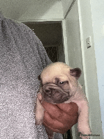 French Bulldog dogs - Advert 2