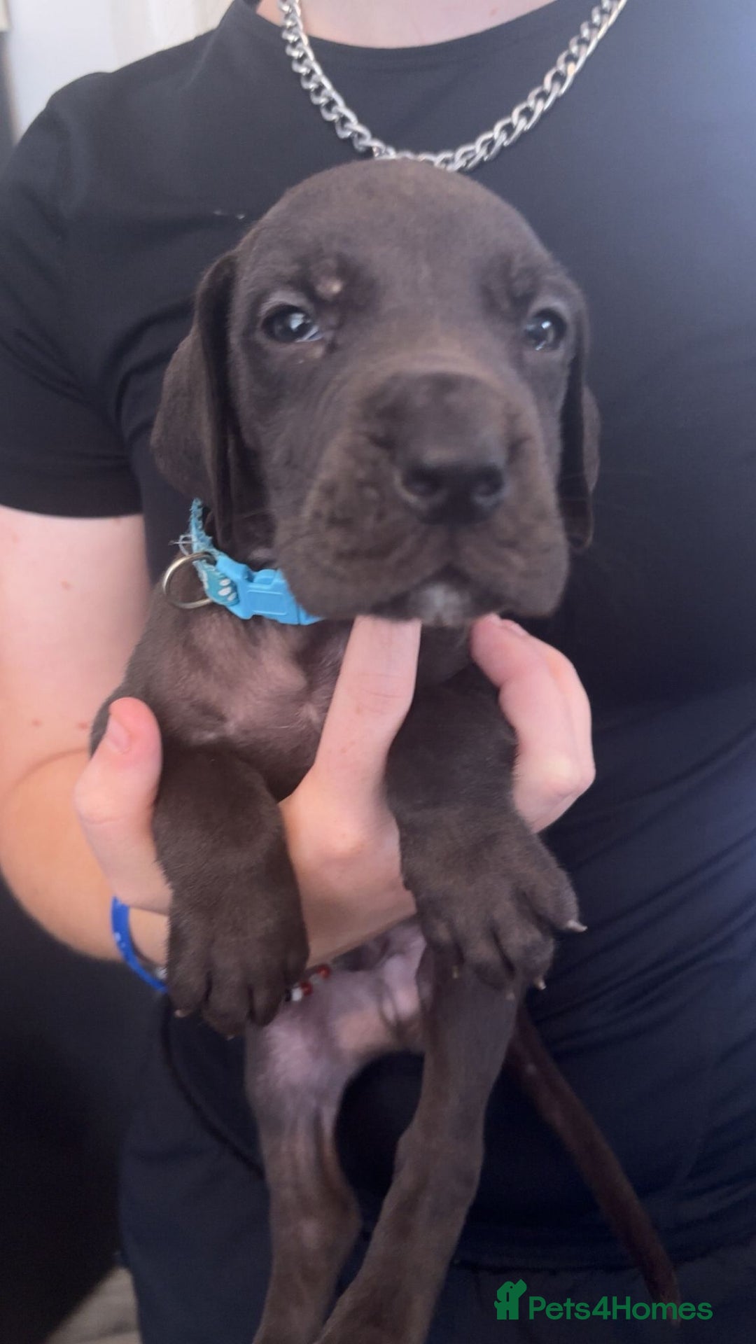 Great Dane dogs for sale: Great dane  - Image 3