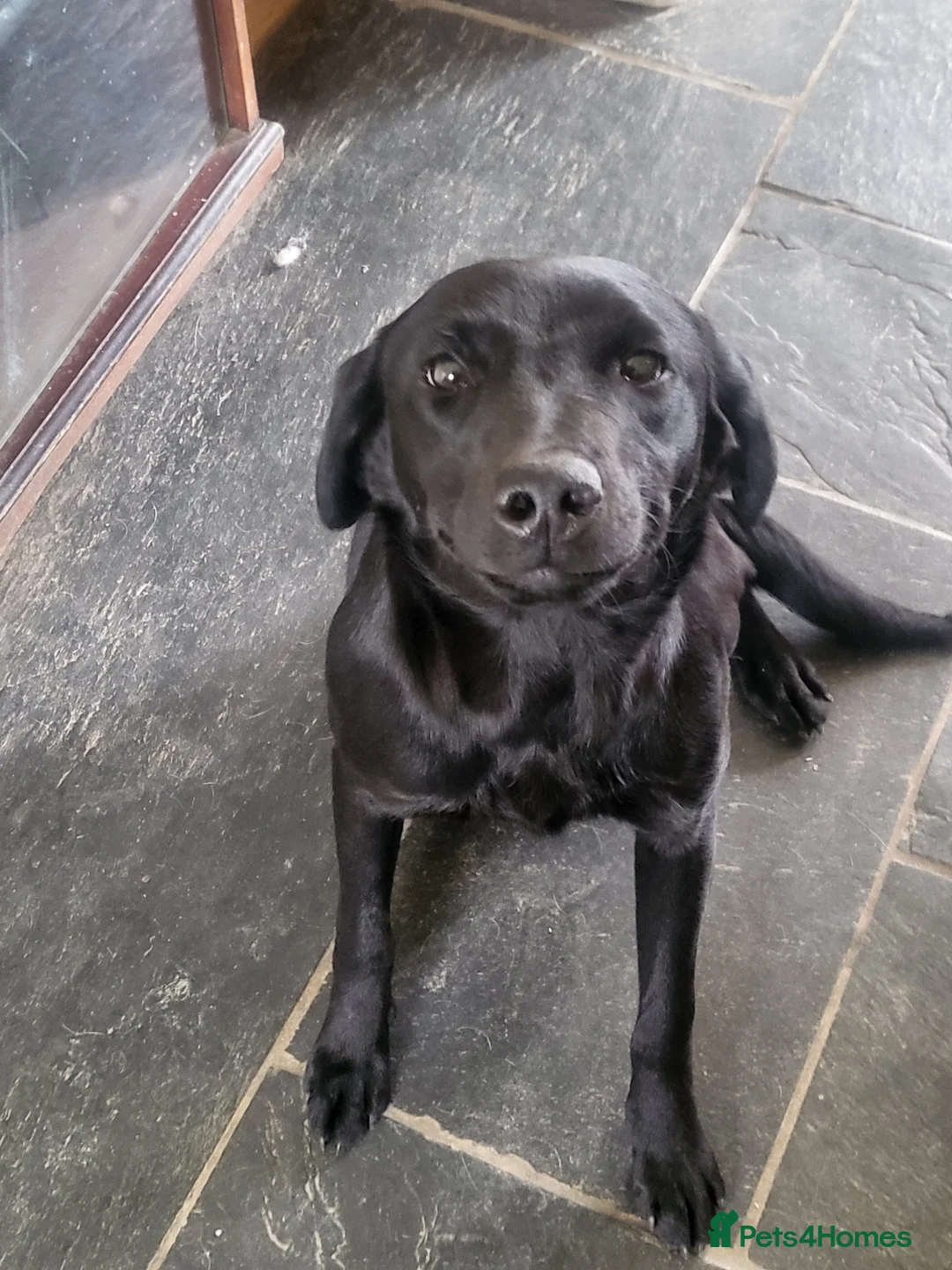 Labrador Retriever dogs for sale: Beautiful Part Trained Black Labrador - Advert 2