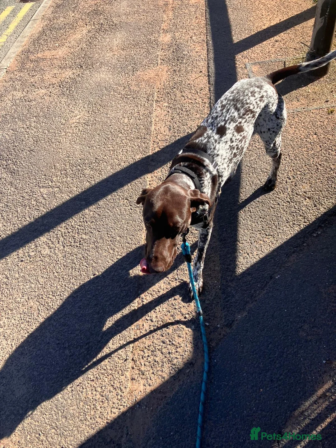 German Shorthaired Pointer dogs for sale: 1 year old pointer - Advert 2