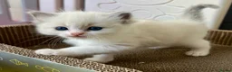Ragdoll cats for sale: Purebred Ragdolls Kittens in Bournemouth - Advert 14